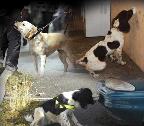 *WANTED* POTENTIAL SEARCH DOGS