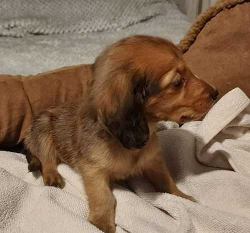 KC Reg Shaded red standard Long-haired Dachshunds